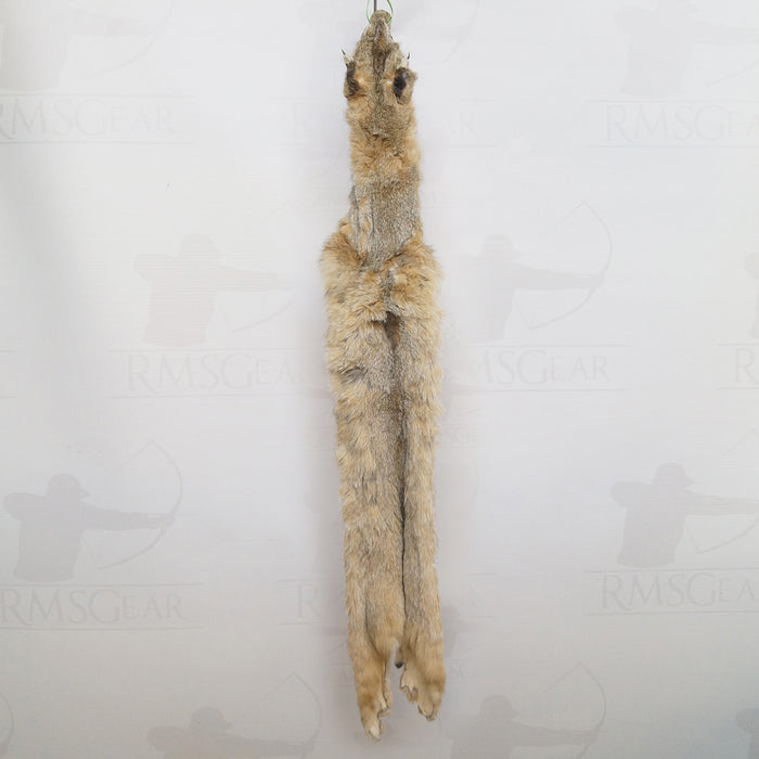 Bobcat Pelt #1